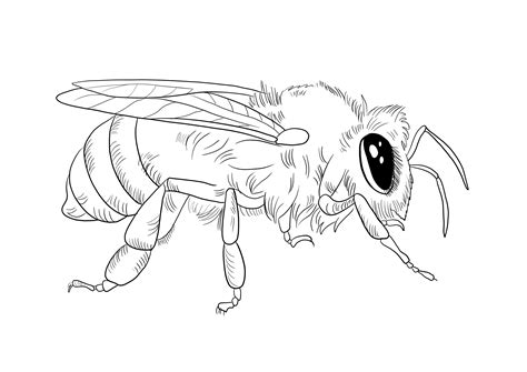 Honey Bee Coloring Pages