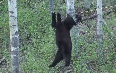 史前怪兽：惊险又刺激！超震撼的狩猎大片，这熊一巴掌能把人拍死