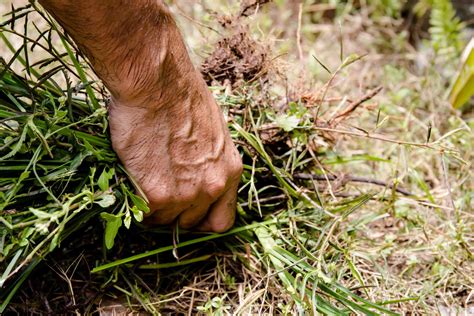 pulling weeds – easy way to pull weeds – XSAKSF