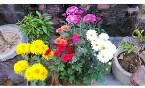 EaglesFord -Guldaudi Flowering Live Plant Price in India - Buy ...