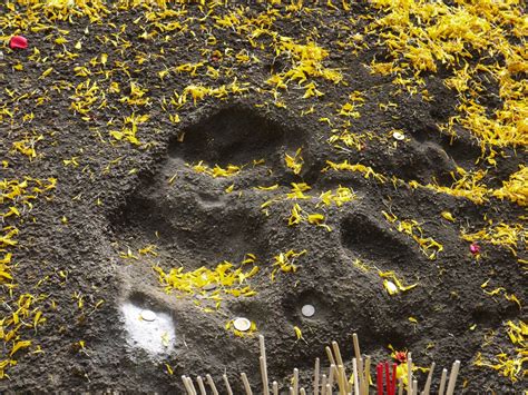 Image result for Ancient Tiger Shell