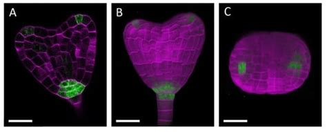 A ClearSee-Based Clearing Protocol for 3D Visualization of Arabidopsis ...