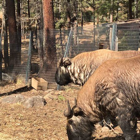 Motithang Takin Preserve (Thimphu) - 2019 What to Know Before You Go ...