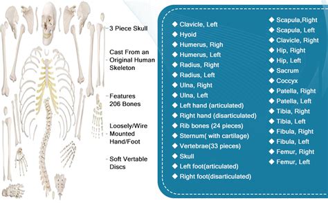 MYASKRO - Boneset For Medical Students (MBBS) , Bilateral , 96% ...