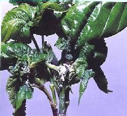Sericulture::Pest Mgt Mulberry
