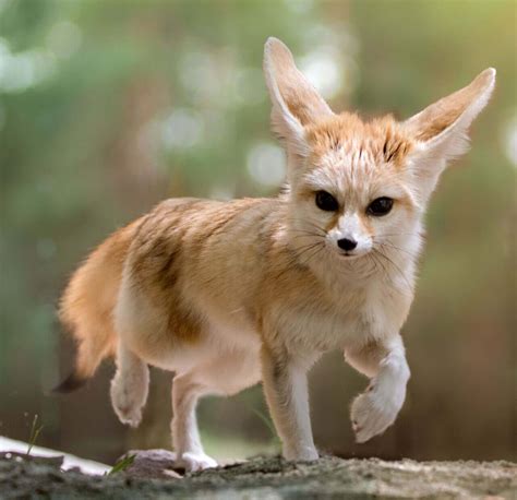 Fennec Fox Extinction 的图像结果