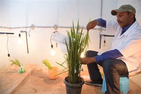 PROFESSOR JAYASHANKAR TELANGANA STATE AGRICULTURAL UNIVERSITY