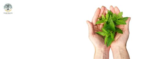 Buy Nephro Panchamrit & Nephro Panchamrit Plus | Uveda Naturals ...