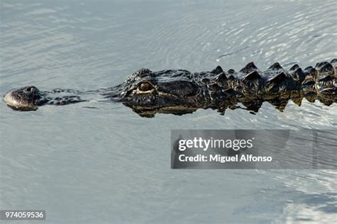 Image result for How Fast Is a Gator