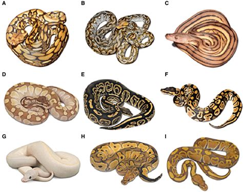 Pythonidae Morphs 的图像结果