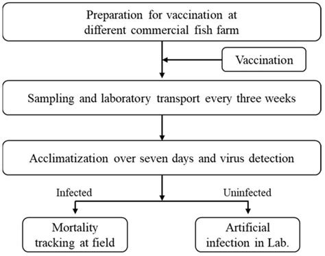 Evaluation of Formalin-Inactivated Vaccine Efficacy against Red ...
