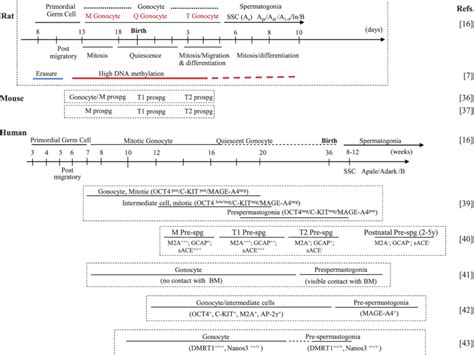 Image result for Germ Cell Development