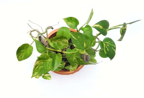 "Golden Pothos Care Guide: Tips for Growing the Perfect Houseplant"