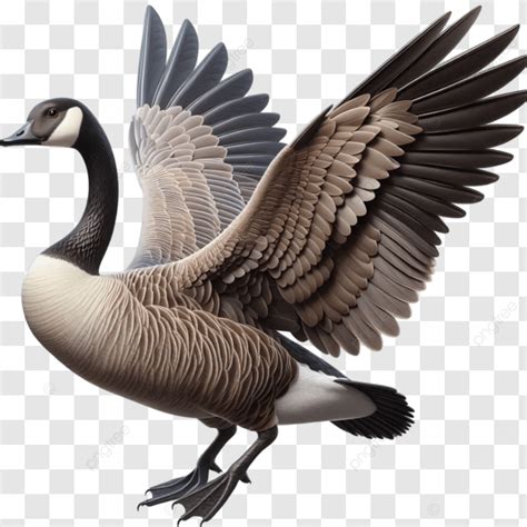 Canadian Goose, Canada Goose, Waterfowl Bird PNG Transparent Image and ...
