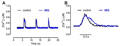 Functionally Isolated Sarcoplasmic Reticulum in Cardiomyocytes ...