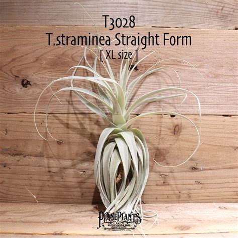 【送料無料】straminea Straight Form〔エアプランツ〕現品発送T3028 | plane plants