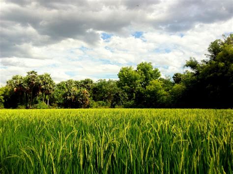 How the 14th Finance Commission Punishes Tamil Nadu - The Wire