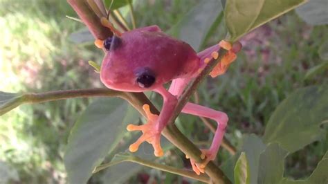 Image result for Pink Tree Frog