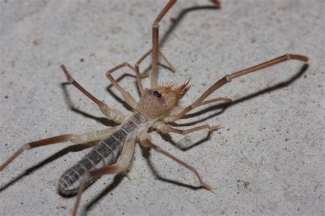 Desert Spiders
