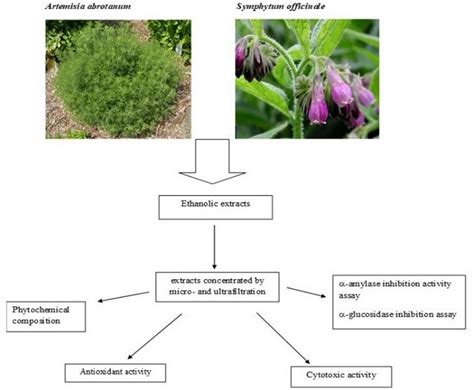 Artemisia abrotanum and Symphytum officinale Polyphenolic Compounds ...
