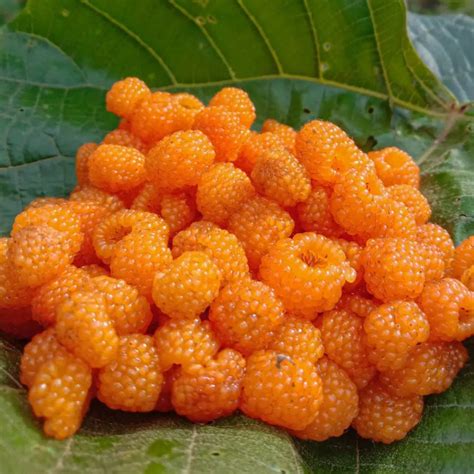 Yellow Himalayan Raspberry Live Plant (Rubus ellipticus) – veliyathgardens