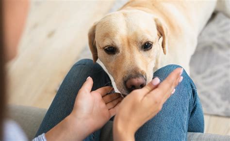 Do Labradors bite their owners? - Retriever Advice