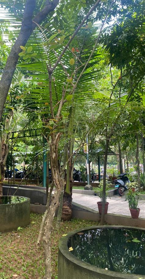 RCMAS » Dolichandra unguis-cati (L.) L.G.Lohmann