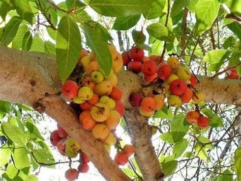 Creative Farmer Climber Live Plant Rare Hybrid Gular, Athi, Cluster Fig ...