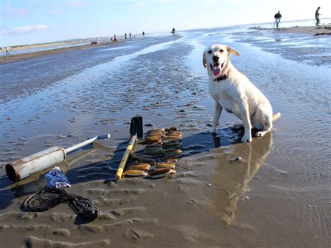 Image result for Razor Clam Digging