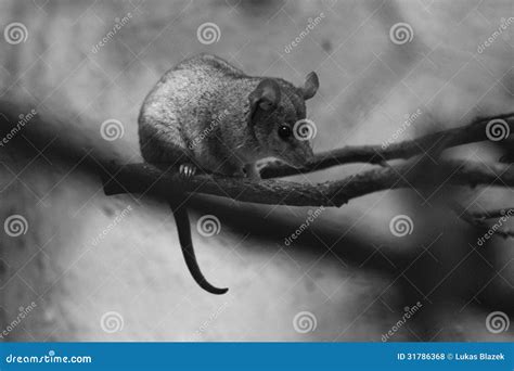 Gray short-tailed opossum stock photo. Image of domestica - 31786368
