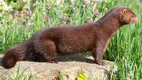 Thousands of minks released from Pennsylvania fur farm | wthr.com