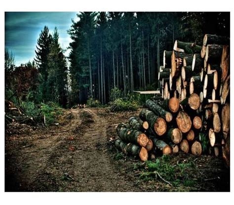 10 pictures of exploitation of India forest wealth in colonial period ...