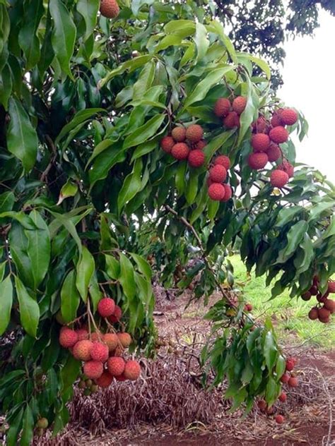 Mphmi Live Plants Nursery Garden Rare Exotic Dwarf Lychee, Litchi Fruit ...