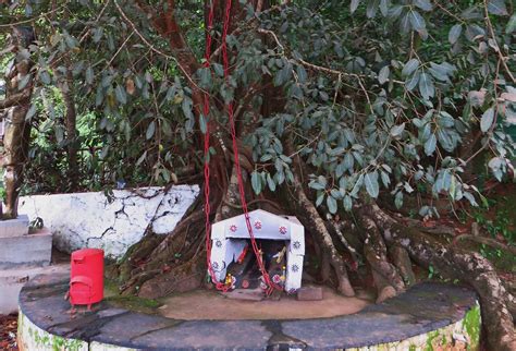 On This Tree In Kerala, The Spirit Of A Tribal Man Killed By British Is ...