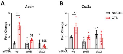 Polycystin-2 Is Required for Chondrocyte Mechanotransduction and ...