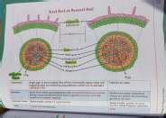 PW Botany Med Easy Notes by Dr. Vipin Sharma: NEET & Boards ...