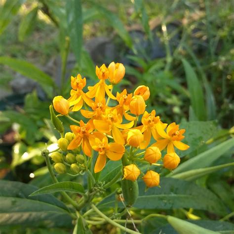 Cody's Plants: Do we have Florida Native Milkweed?