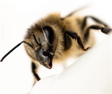 Do Bumblebees Sting? | Is Bumblebee Sting Dangerous & Can They Sting ...