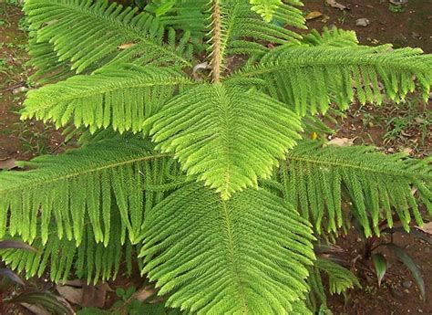 D'source Design Gallery on Star Visual Patterns - Star Visual Patterns ...