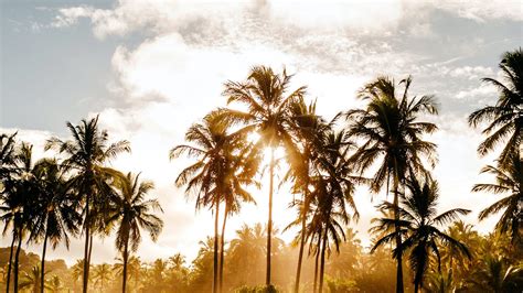 Download wallpaper 1920x1080 palm trees, sun, water, tropics, nature ...