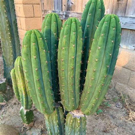San Pedro Cactus Care: Tips On Growing The Trichocereus Pachanoi