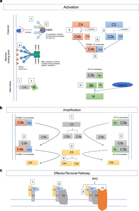 Classical Complement Pathway 的图像结果
