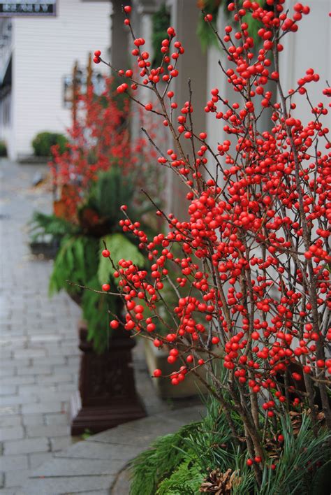 5 Of The Best Plants With Winter Berries - Indoor Plants