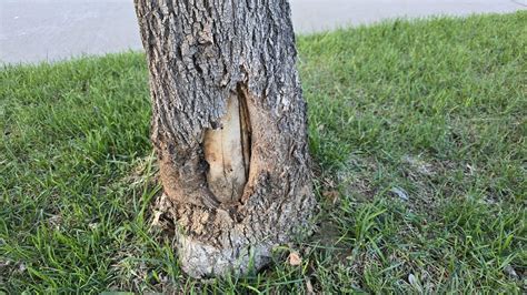 Image result for How to Repair Tree Bark