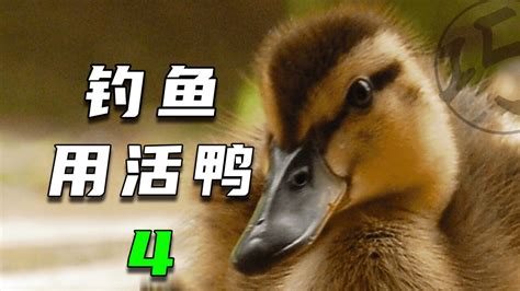 曹曦文拍《野鸭子2》体力不支 笑言报应上身-搜狐娱乐