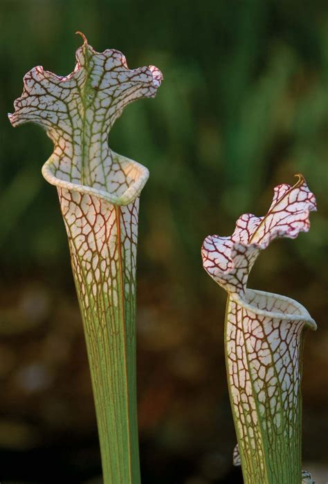 Ericales - Carnivorous, Pitcher Plants, Sarraceniaceae | Britannica