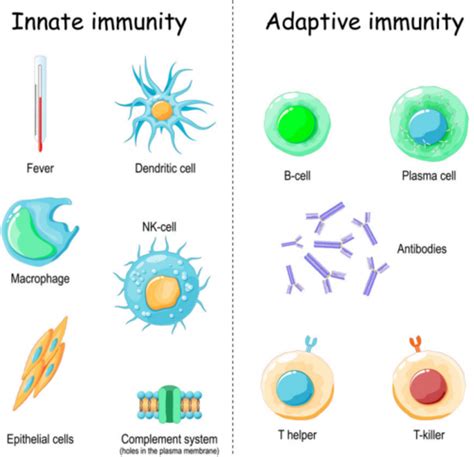Image result for Adaptive Control System in Human Body