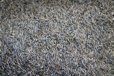 Shop Sod, Grass Seed & Fertilizer | Green Horizons Turf Farm