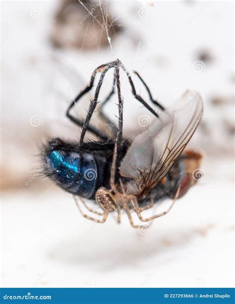 Image result for Spider Web Fly