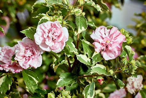 Rose Of Sharon Bush Shrubs